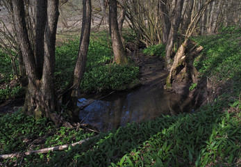 Der Rohrbach bei Oppenweiler, Schwäbisch-Fränkischer Wald