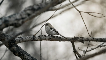 bird Sparrow on a branch