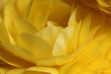 Obraz premium ranunkelblüte
