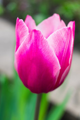  Purple Tulip in the garden. Wonderful Contrast Colors Blurred Bokeh Background