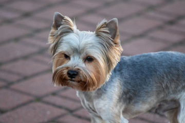 yorkshire terrier