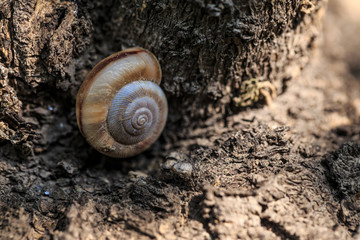 Take a close-up shot of the snail