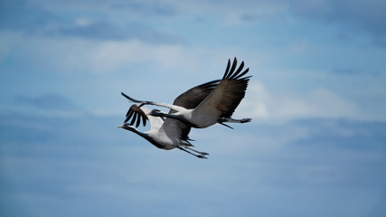 cranes beauties couple in the blue sky