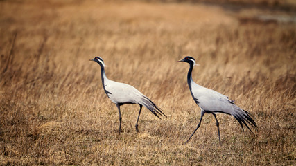 cranes belladonna, the pair go on the field
