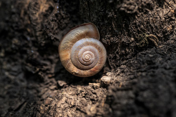 Take a close-up shot of the snail