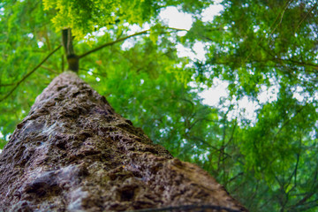 tree from the ground