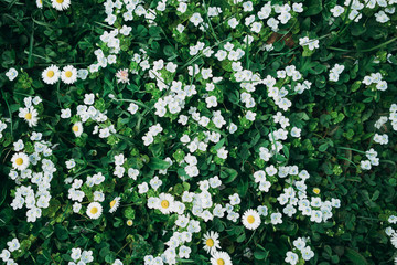Green field with lot of daisy white flowers in top down view on vibrant spring grass