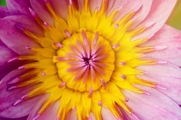 Yellow stamen lotus and lotus leaf with beautiful blooming pink
