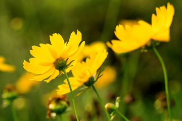 Blooming flowers and industrious bees