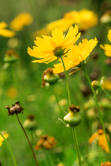 Blooming flowers and industrious bees
