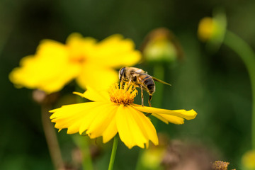 Blooming flowers and industrious bees