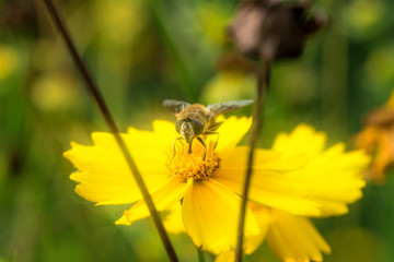 Blooming flowers and industrious bees