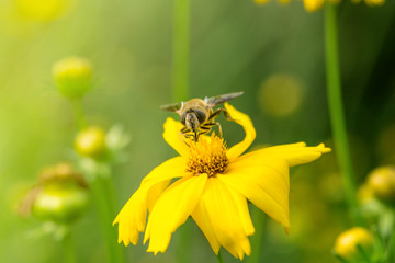 Blooming flowers and industrious bees
