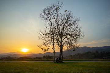 Naklejka premium tree in sunset