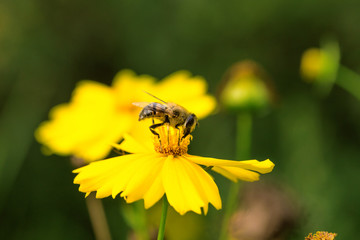 Blooming flowers and industrious bees