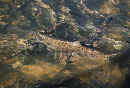 Chinook Salmon At A Fish Hatchery