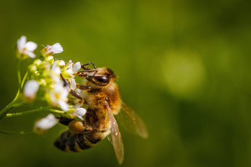 Bee on a white flower collecting pollen and gathering nectar to produce honey in the hive
