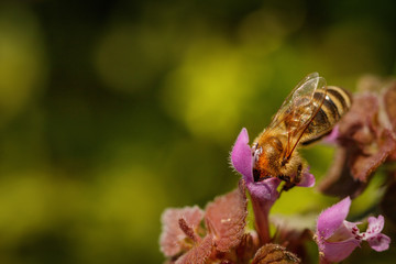 Bee on a pink flower collecting pollen and gathering nectar to produce honey in the hive