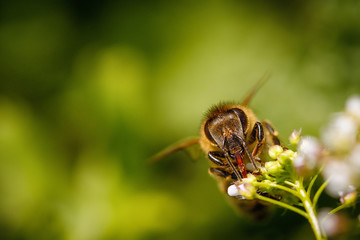 Bee on a white flower collecting pollen and gathering nectar to produce honey in the hive
