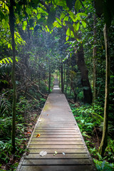 Wooden path in Taman Negara national park, Malaysia