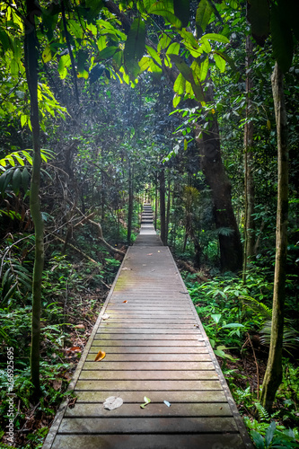Wooden Path In Taman Negara National Park Malaysia Stock
