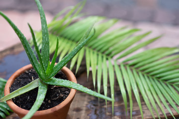 Fresh aloe vera stem slices and gel on wooden table, skin therapy concept