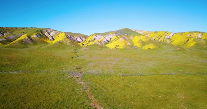 Temblor Range Bloom