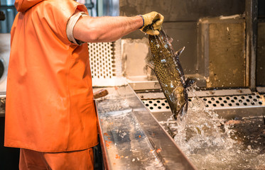 Fish hatchery worker taking salmon out of water