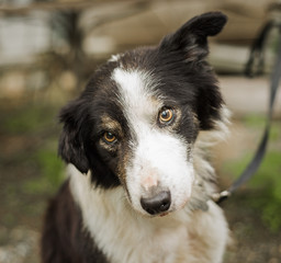 An old, senior dog at Border Collie rescue who was adopted after being photographed