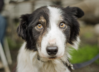 An old, senior dog at Border Collie rescue who was adopted after being photographed