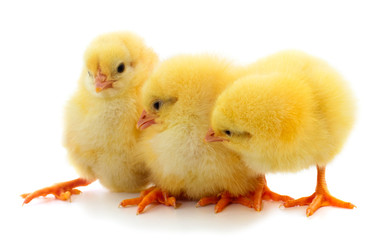 Little chicken isolated.