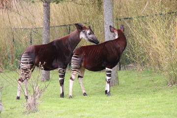 okapis