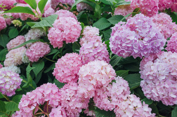 beautiful pink hydrangea flowers blooming in summer, background