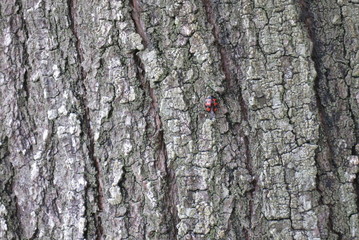 木とてんとう虫