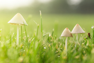 Shoot mushrooms up close