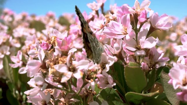 Butterfly drinks nectar from pink flower with wings closed, Close Up