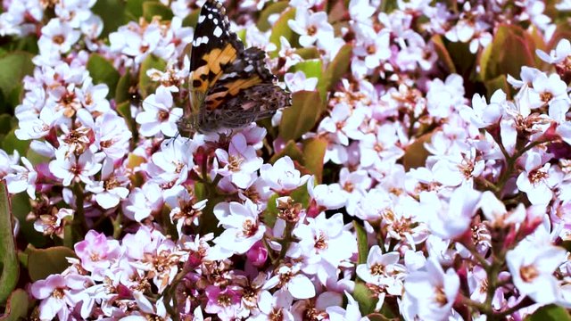 Painted Lady Butterfly drinking nectar from pink flower, flying away