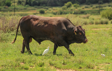 Brown bull and a cattle egret in a pasture