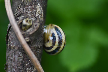 Snails gliding on the wet wooden texture. Macro