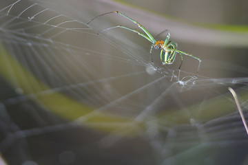 Unique and beautiful little colored spiders