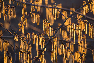 Flowering catkins on branches of aspen in golden sunlight at sunset