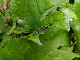 Caterpillar Eating A Leaf