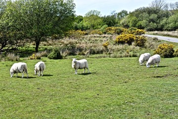 Obraz premium Sheep Grazing on the Gower Peninsula