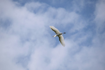 Flying Great egret - Ardea alba. It is called 