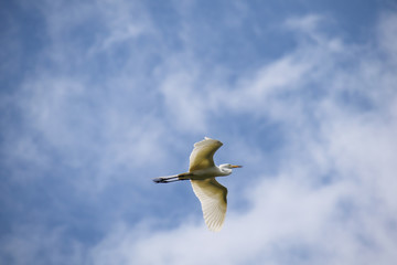Flying Great egret - Ardea alba. It is called 
