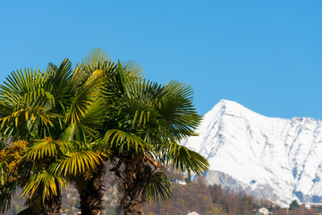 Fototapeta na wymiar Palm Tree and Snow-capped Mountain in Switzerland.