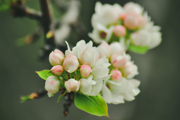 Fototapeta premium Apple blossom