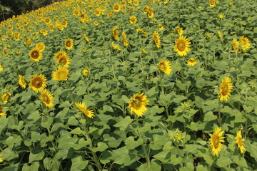 field of blooming sunflowers