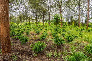 Fototapeta na wymiar Young coffee plantations between rows of Thika