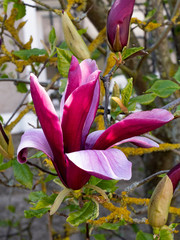 magnolia
